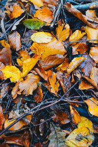 Preview wallpaper foliage, fallen, autumn, wet