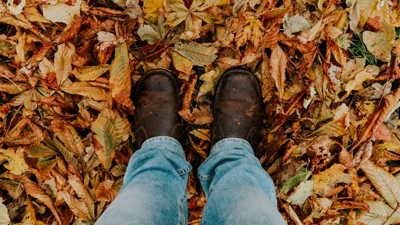 Wallpaper foliage, feet, autumn, fallen