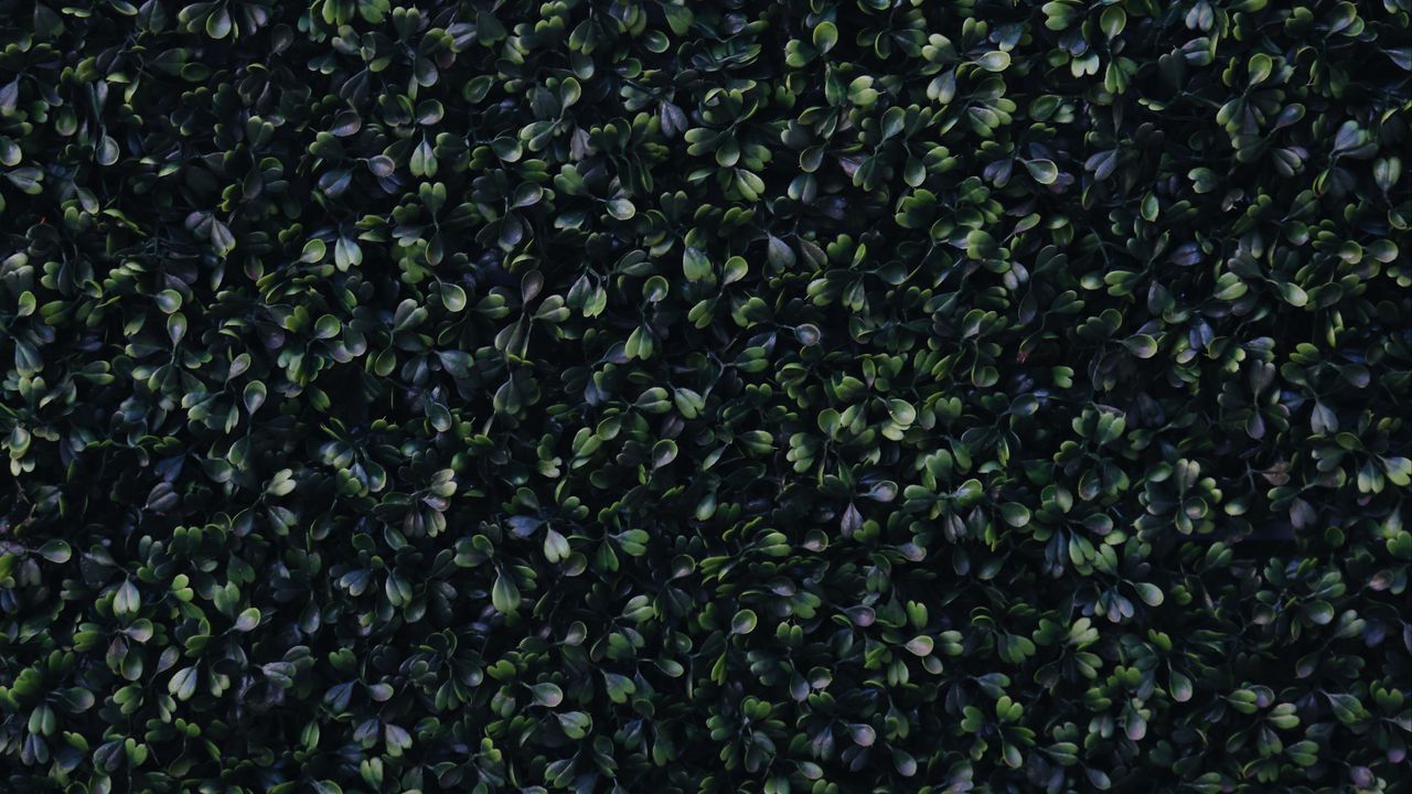 Wallpaper foliage, green, dark