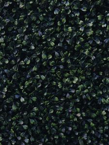Preview wallpaper foliage, green, dark