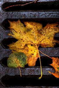 Preview wallpaper foliage, grill, autumn, fallen, wet