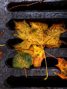 Preview wallpaper foliage, grill, autumn, fallen, wet