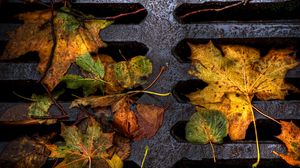 Preview wallpaper foliage, grill, autumn, fallen, wet