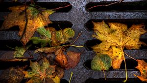 Preview wallpaper foliage, grill, autumn, fallen, wet