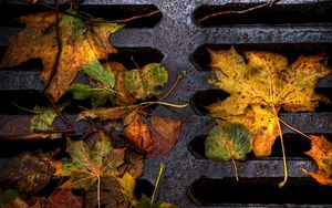 Preview wallpaper foliage, grill, autumn, fallen, wet