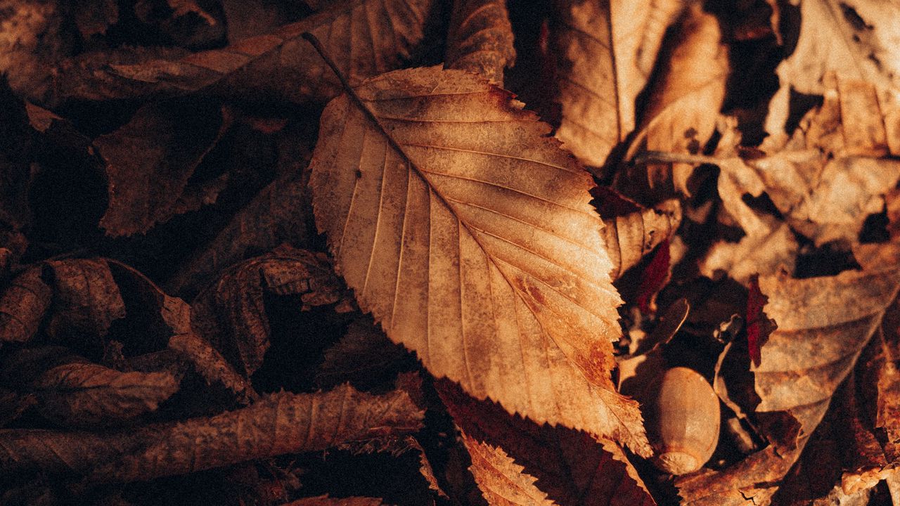 Wallpaper foliage, leaf, autumn, dry
