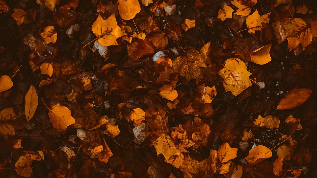 Wallpaper foliage, leaves, autumn, fallen, brown, yellow