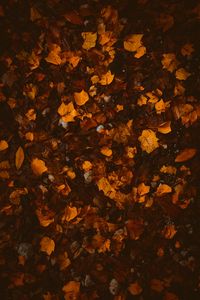 Preview wallpaper foliage, leaves, autumn, fallen, brown, yellow