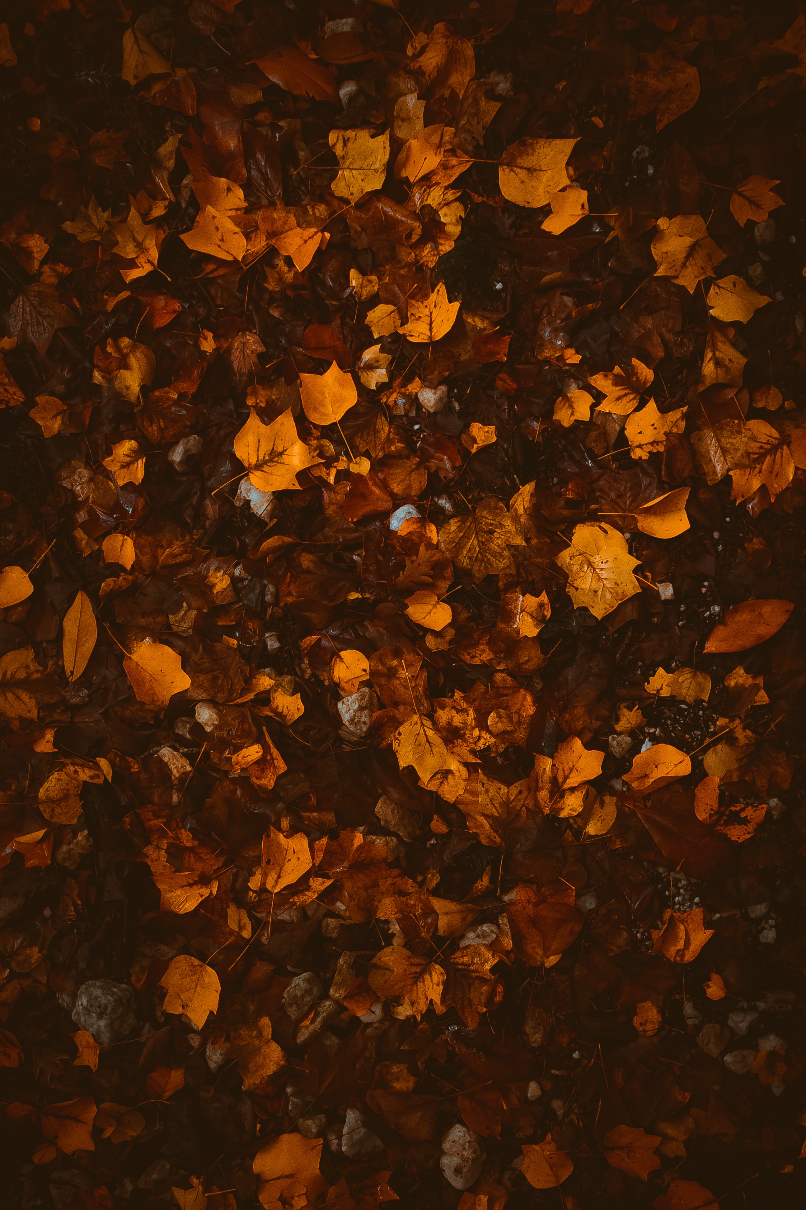 2590x3885 Wallpaper foliage, leaves, autumn, fallen, brown, yellow