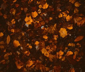 Preview wallpaper foliage, leaves, autumn, fallen, brown, yellow