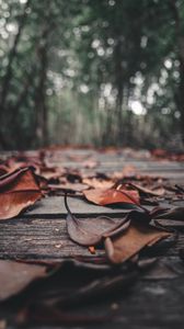 Preview wallpaper foliage, leaves, autumn, boards, wooden