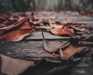 Preview wallpaper foliage, leaves, autumn, boards, wooden