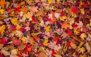 Preview wallpaper foliage, leaves, autumn, macro