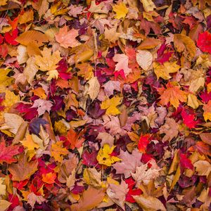 Preview wallpaper foliage, leaves, autumn, macro