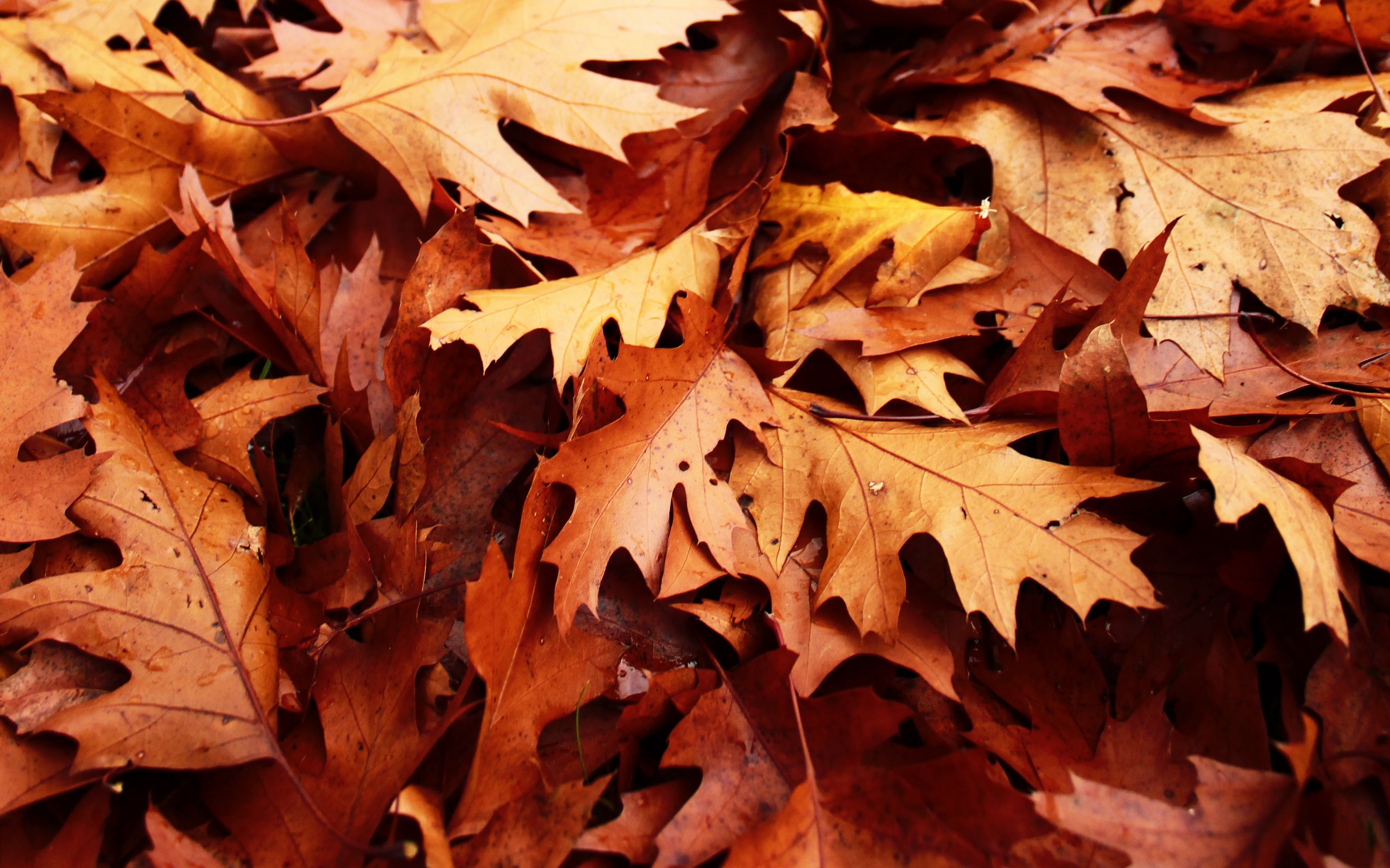 2560x1600 Wallpaper foliage, leaves, autumn, nature