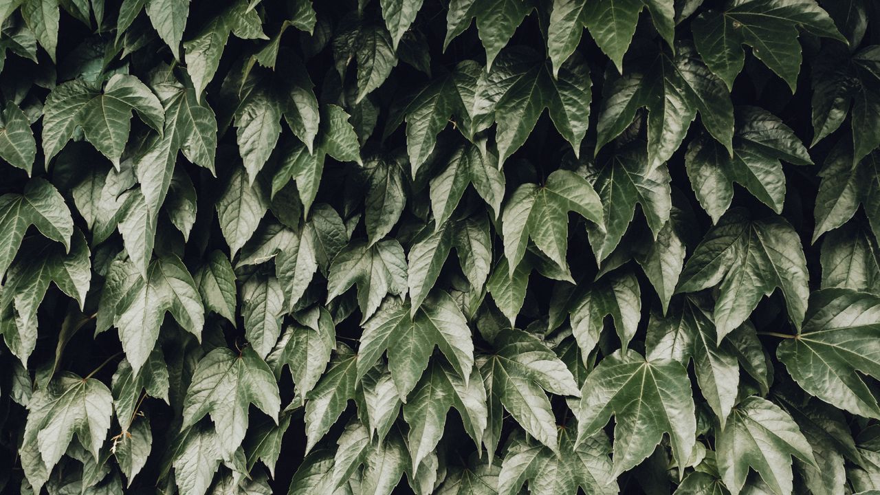 Wallpaper foliage, leaves, bushes