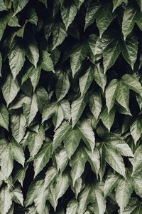 Preview wallpaper foliage, leaves, bushes