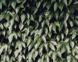 Preview wallpaper foliage, leaves, bushes