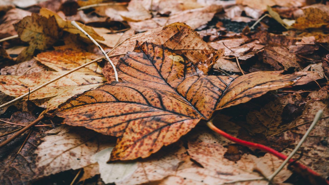Wallpaper foliage, leaves, dry, fallen, autumn