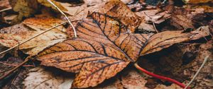 Preview wallpaper foliage, leaves, dry, fallen, autumn