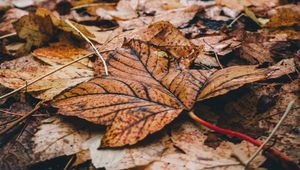 Preview wallpaper foliage, leaves, dry, fallen, autumn