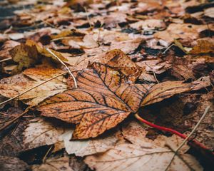 Preview wallpaper foliage, leaves, dry, fallen, autumn