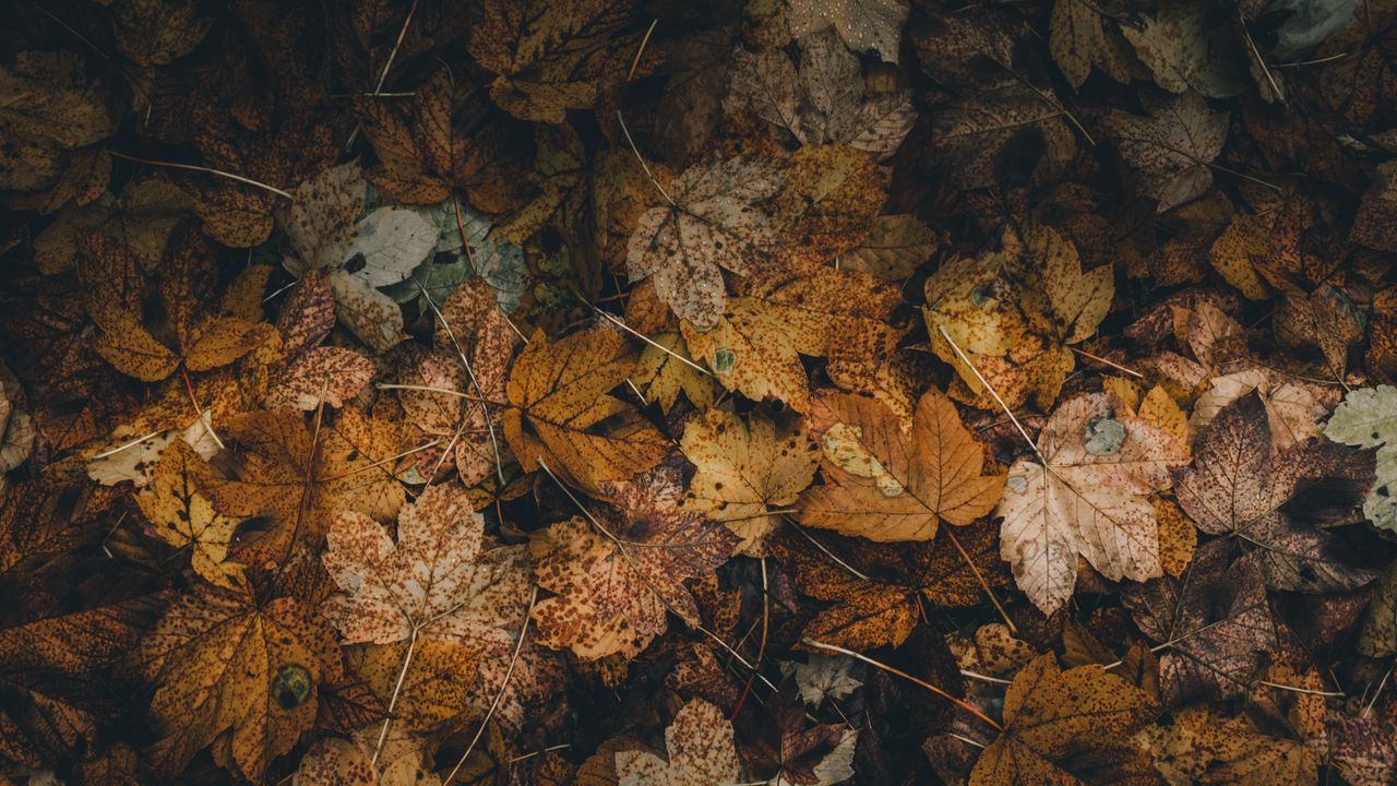 Wallpaper foliage, leaves, fallen, dry, autumn