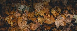Preview wallpaper foliage, leaves, fallen, dry, autumn
