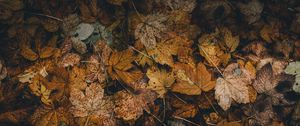Preview wallpaper foliage, leaves, fallen, dry, autumn
