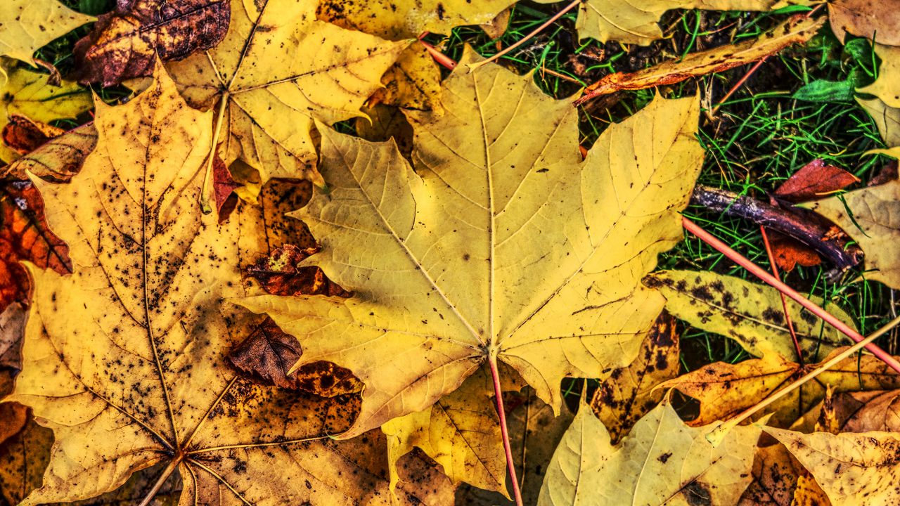 Wallpaper foliage, maple, autumn, fallen