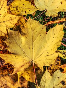 Preview wallpaper foliage, maple, autumn, fallen