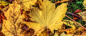 Preview wallpaper foliage, maple, autumn, fallen