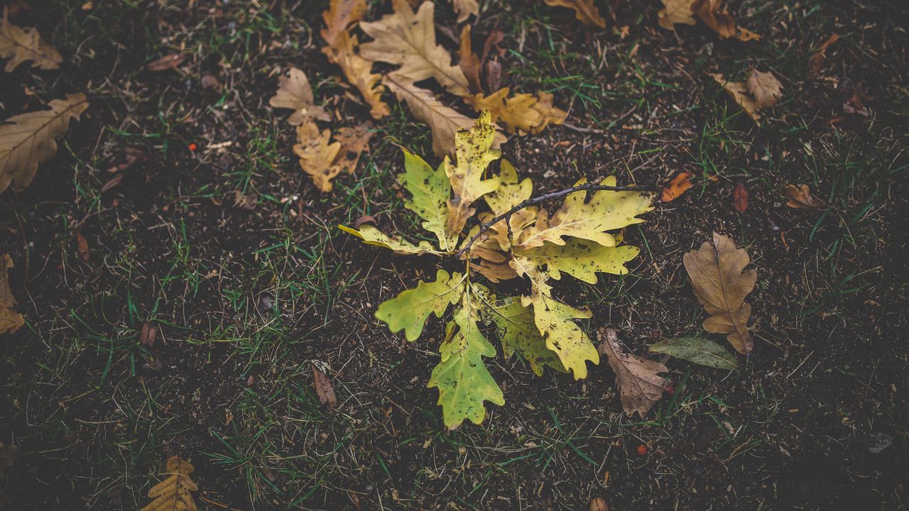 Wallpaper foliage, oak, autumn, grass