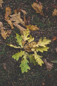 Preview wallpaper foliage, oak, autumn, grass