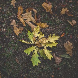 Preview wallpaper foliage, oak, autumn, grass