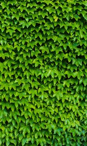 Preview wallpaper foliage, plant, green, carved