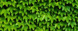 Preview wallpaper foliage, plant, green, carved