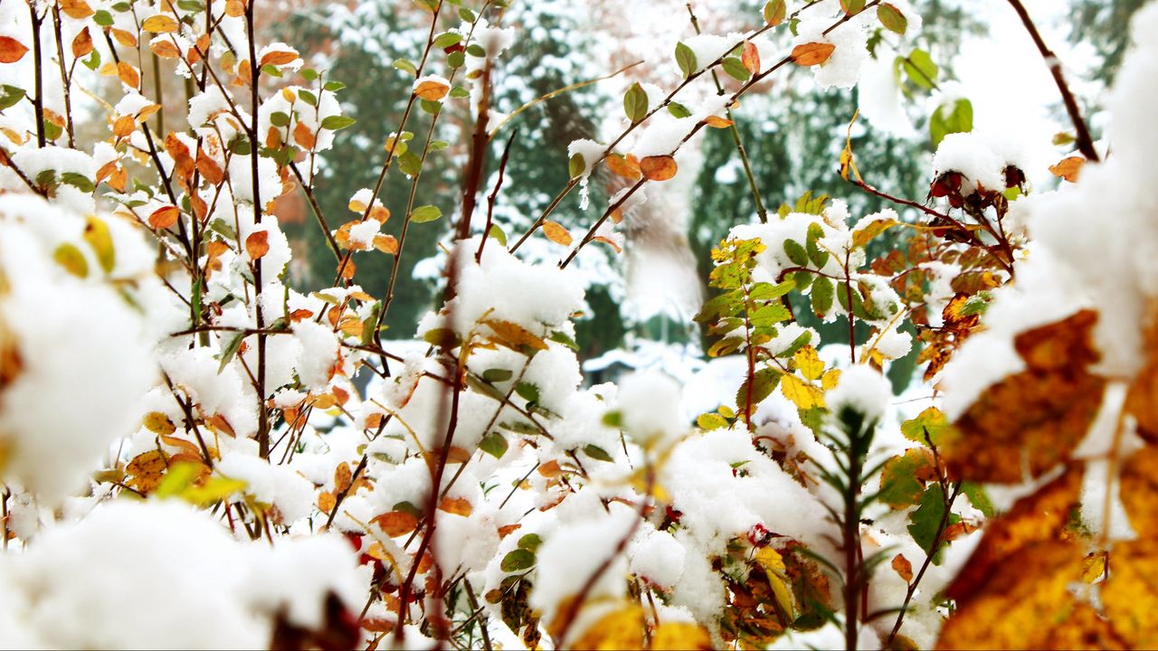 Wallpaper foliage, winter, snow, branches