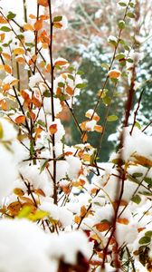 Preview wallpaper foliage, winter, snow, branches