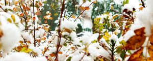 Preview wallpaper foliage, winter, snow, branches