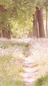 Preview wallpaper footpath, flowers, trees, light