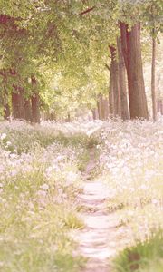 Preview wallpaper footpath, flowers, trees, light