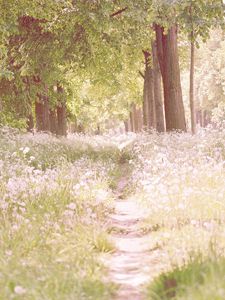 Preview wallpaper footpath, flowers, trees, light