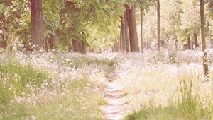 Preview wallpaper footpath, flowers, trees, light