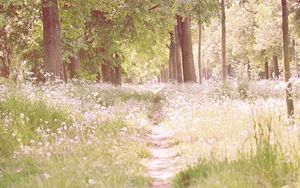 Preview wallpaper footpath, flowers, trees, light