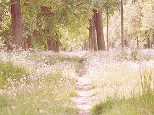 Preview wallpaper footpath, flowers, trees, light