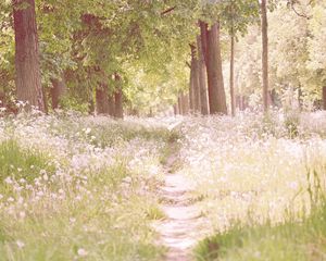 Preview wallpaper footpath, flowers, trees, light