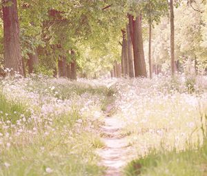 Preview wallpaper footpath, flowers, trees, light