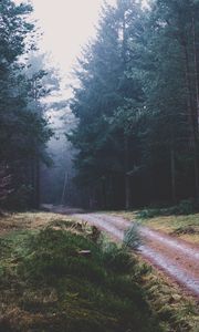 Preview wallpaper footpath, forest, trees