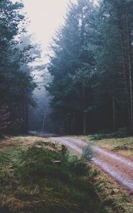 Preview wallpaper footpath, forest, trees